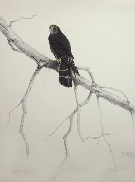 At The Estuary (Black Merlin)