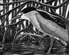 Black-Crowned Night Heron