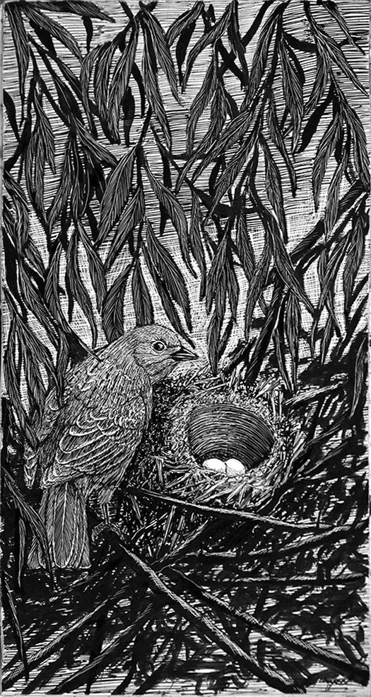 Brown-Headed Cowbird