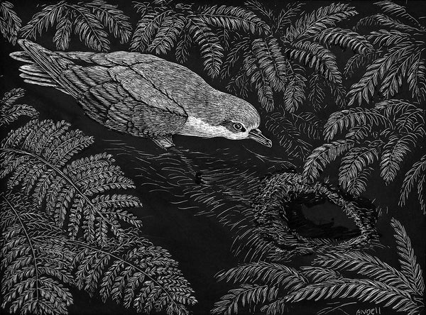 Cook's Petrel