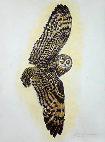 Marsh Owl