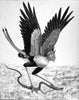 Secretary Bird