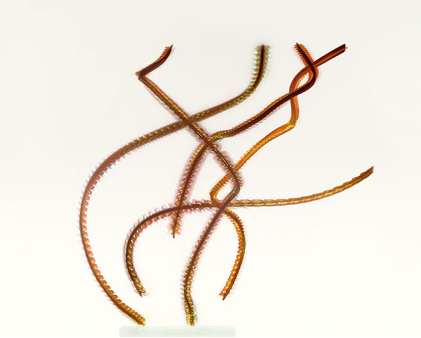 Entomography #217, Family Curculionidae, 2021