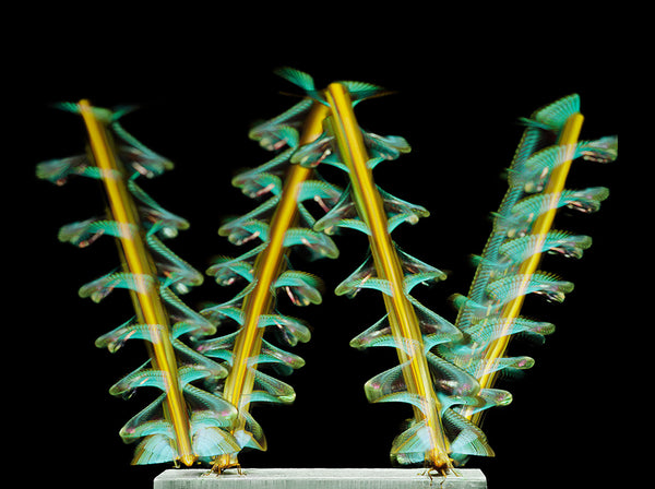 Entomography #248, Oncometopia orbona, 2021