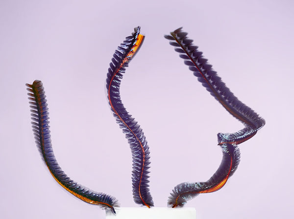 Entomography #460, Odontosciara nigra, 2022