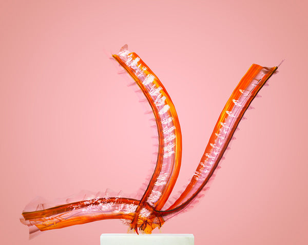 Entomography #462, Ichneumonidae, 2022