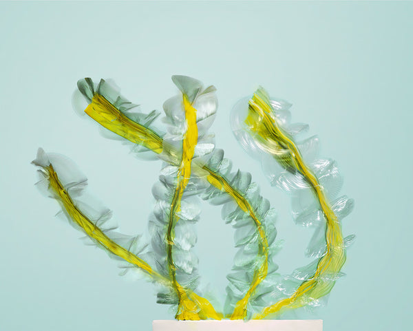 Entomography #493, Isoperla sp, 2022