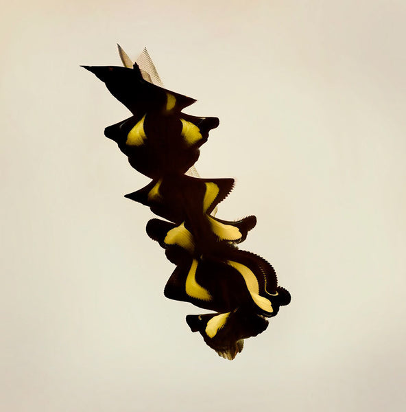 Entomography #543, Catonephele numilia, 2022