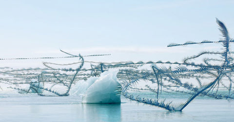Ornithographies #302, Arctic Tern, Diamond Beach, 2024