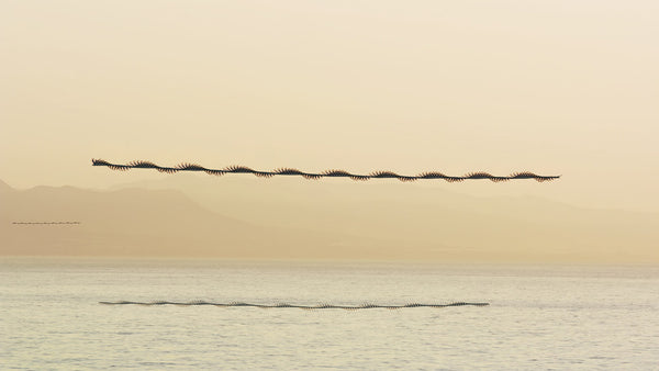 Ornithographies #248, Audouin’s Gull, Ebro Delta, Catalonia, 2017