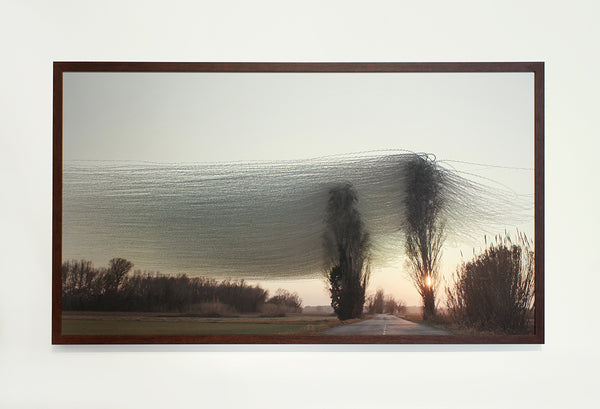 Bou_Ornithography_241_Framed_w