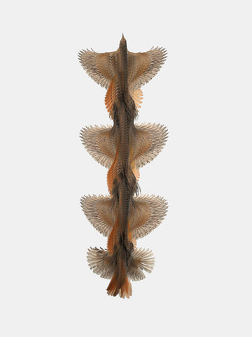 Fluctus #01, Cettia cetti, Cetti's Warbler