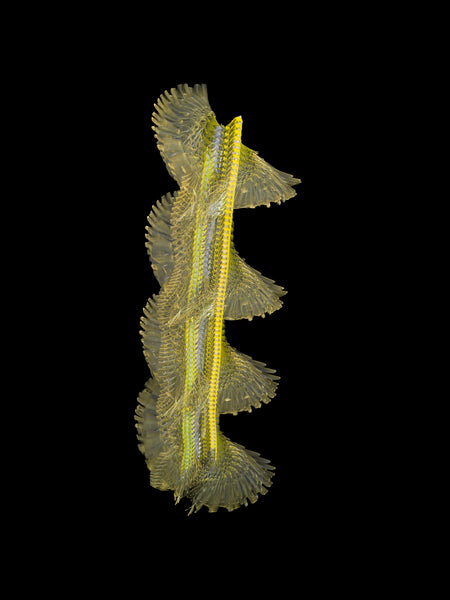 Fluctus #10, Serinus serinus, European serin