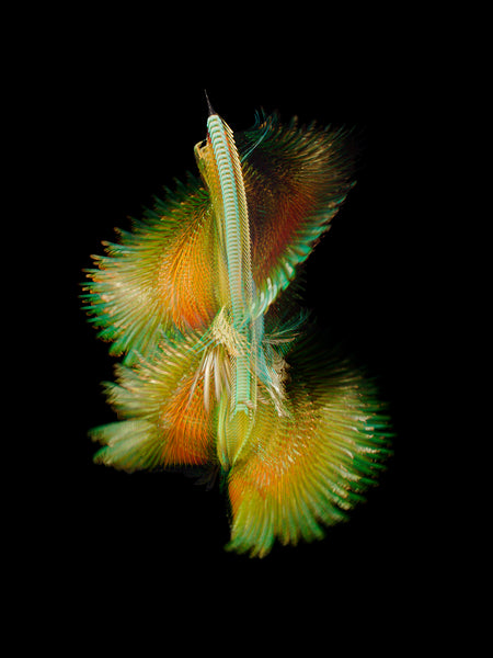 Fluctus #12, Merops Apiaster, European Bee-eater