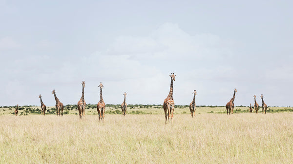 12 Giraffes, Maasai Mara, Amboseli, Kenya, 2018