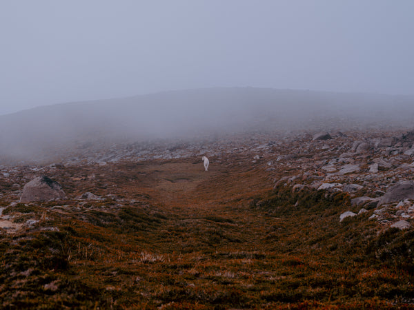 Cody Cobb Artwork 'Roaming' | Available at fosterwhite.com