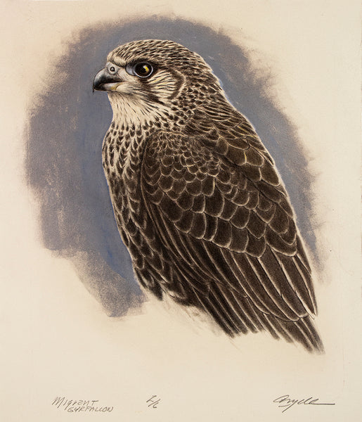 Migrant Gyrfalcon