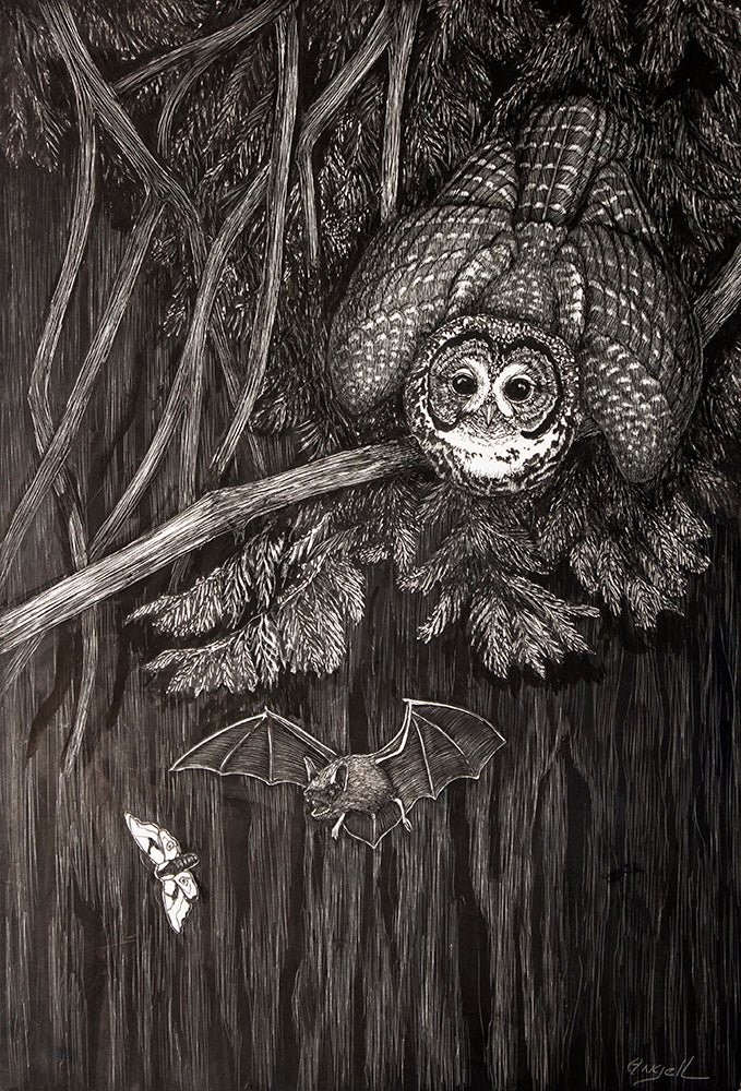 Northern Spotted Owl