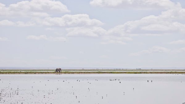Elephant on the Horizon, Amboseli, Kenya, 2019