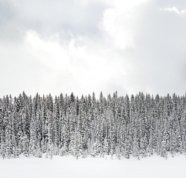 Joshua Jensen-Nagle - Silent Memories - 3 sizes | Available at Foster White Gallery Seattle