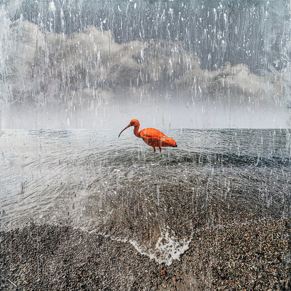 Downpour
