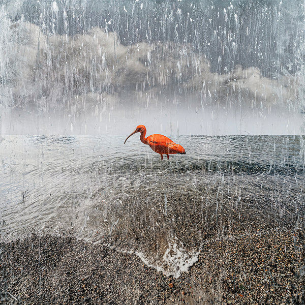 Downpour