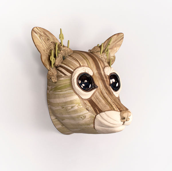 Cacomixtle del Desierto Sonorense