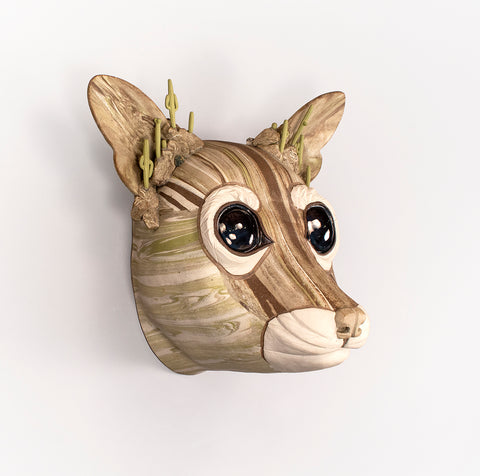 Cacomixtle del Desierto Sonorense