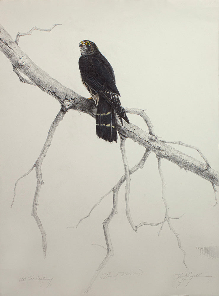 At The Estuary (Black Merlin)