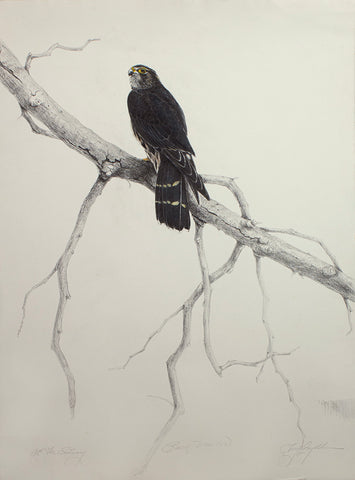 At The Estuary (Black Merlin)