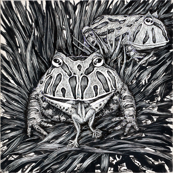 Pacific Horned Frog