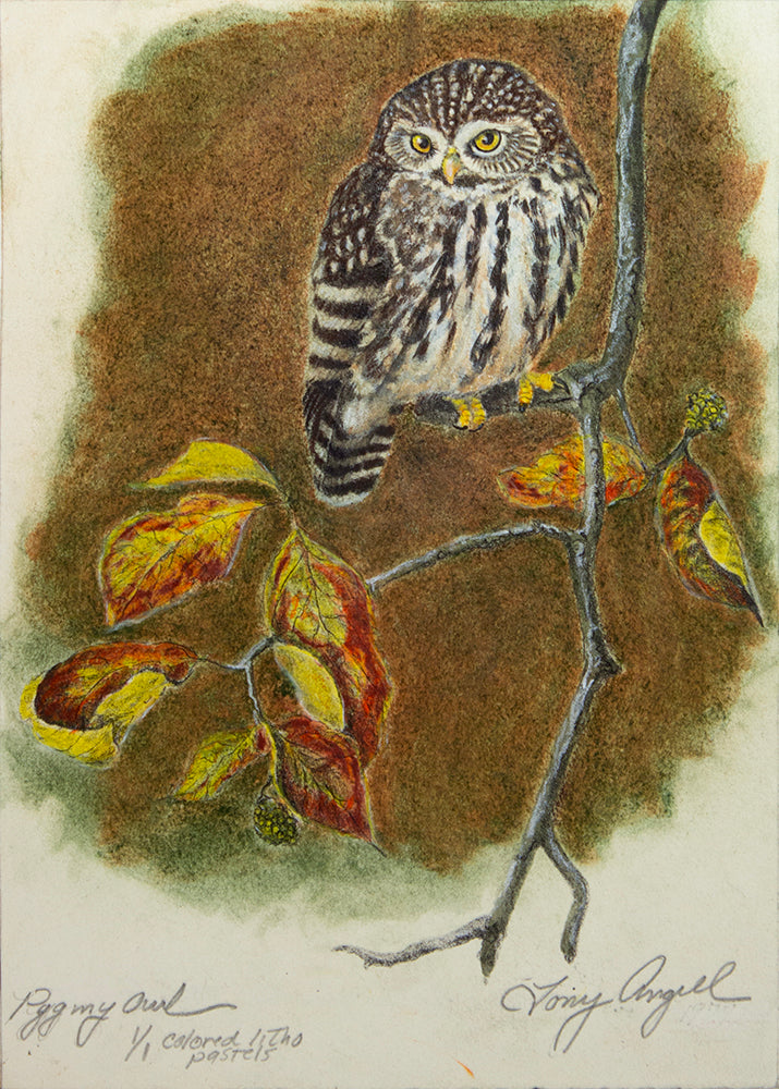 Pygmy Owl