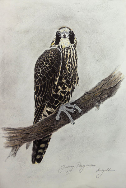 Young Peregrine