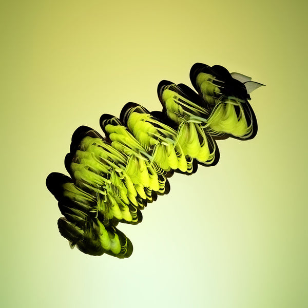 Entomography #544, Heliconius charithonia, 2022