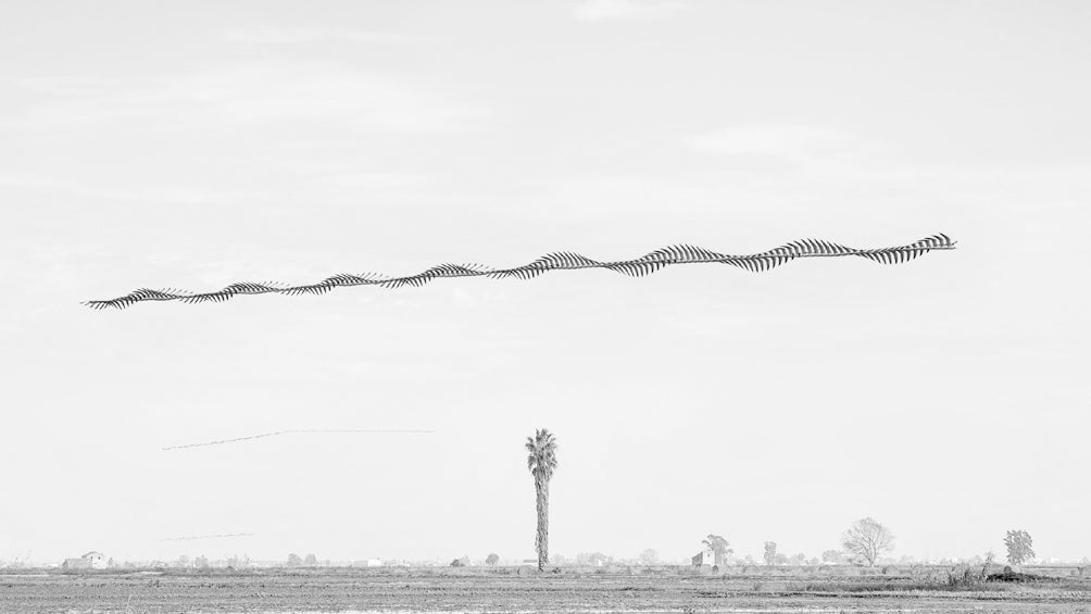 Ornithographies #253, Seagull, Ebro Delta, Catalonia, 2018