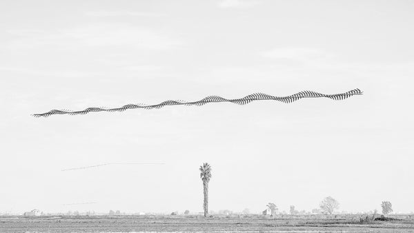 Ornithographies #253, Seagull, Ebro Delta, Catalonia, 2018