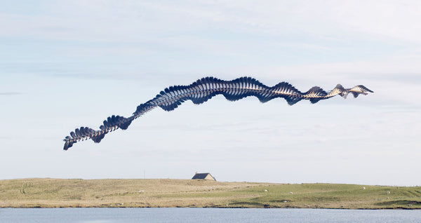 Ornitographies #255, Northern Lapwing, Uist, Scotland, 2022