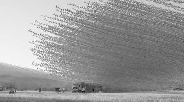 Ornithographies #270, Racing Pigeons, Vilanova del Vallés, Catalonia, 2023