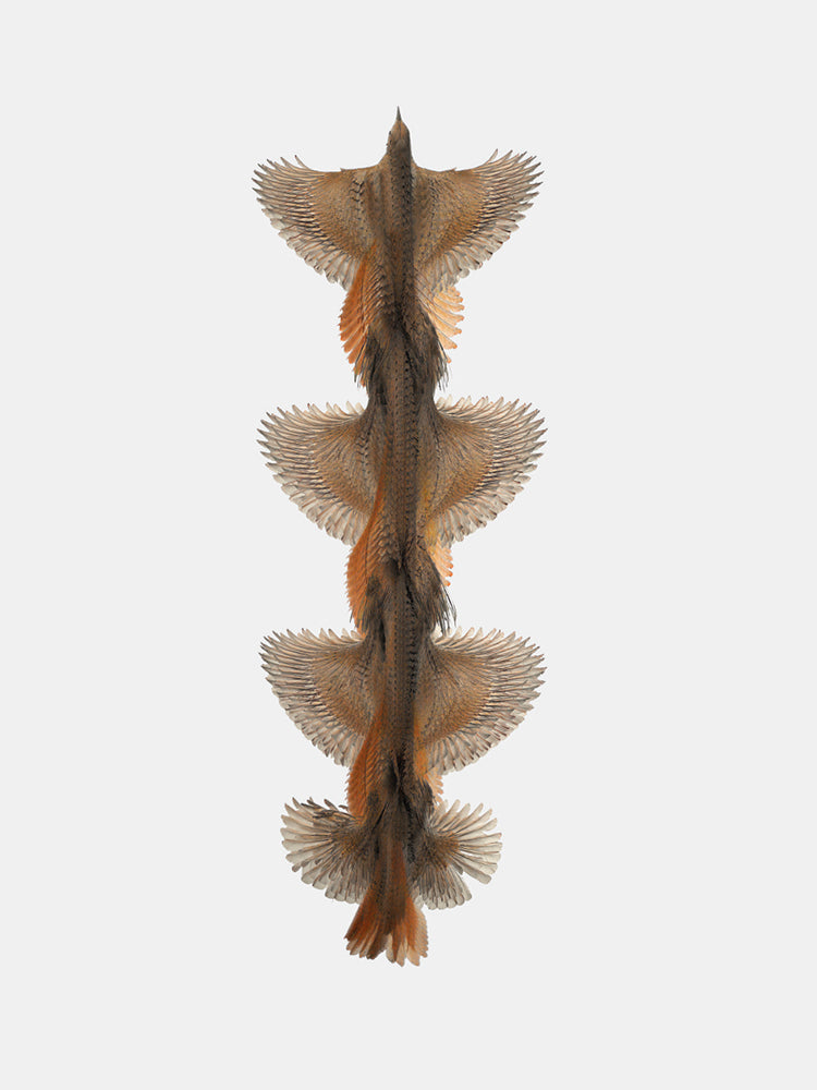 Fluctus #01, Cettia cetti, Cetti's Warbler - Foster/White Gallery