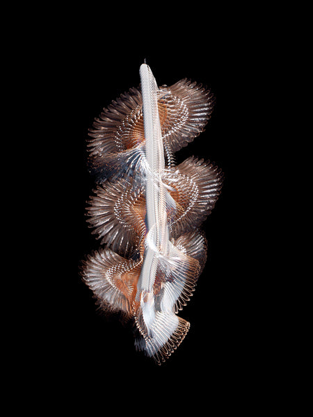 Fluctus #04, Lanius Collurio, Red-backed shrike