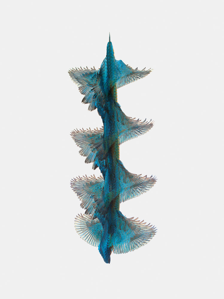 Fluctus #13, Alcedo atthis, Common kingfisher - Foster/White Gallery