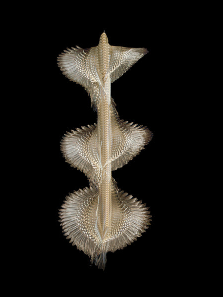 Fluctus #19, Ficedula hypoleuca, European pied flycatcher