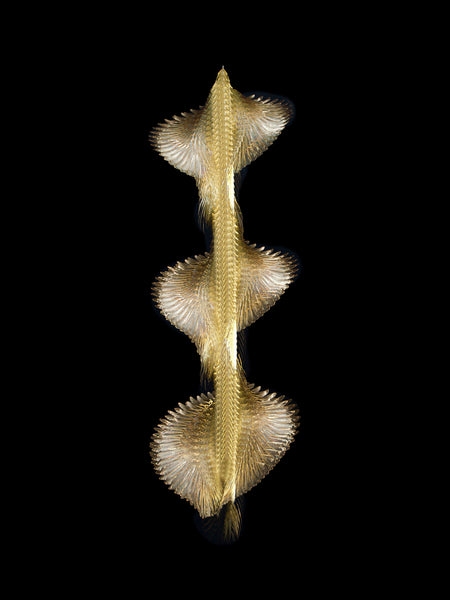 Fluctus #20, Phylloscopus trochilus, Willow Warbler