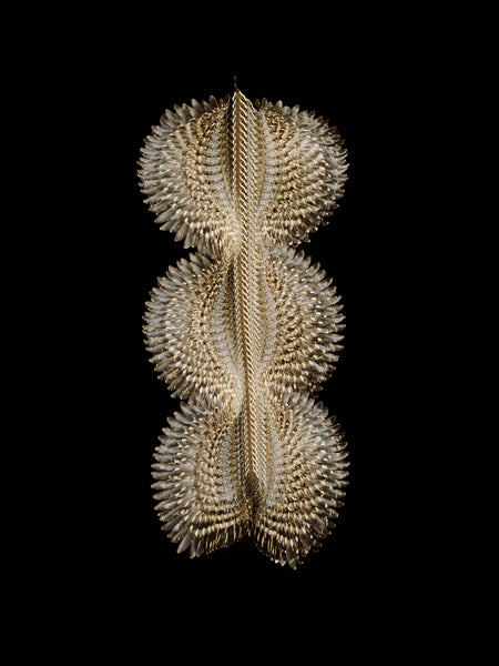 Fluctus #22, Certhia brachydactyla, Short-toed treecreeper