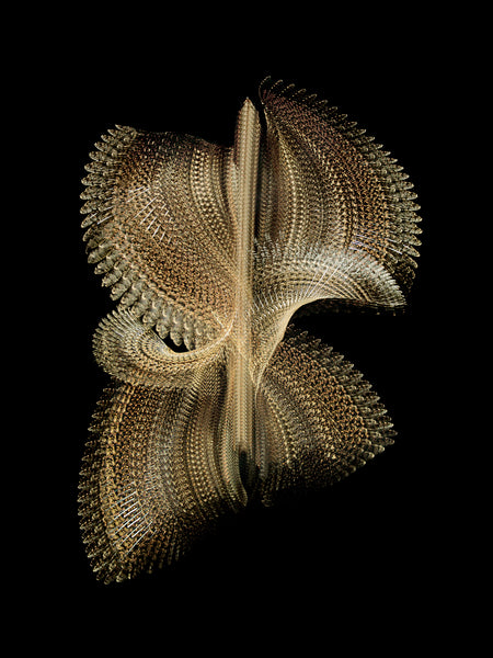 Fluctus #23, Caprimulgus europaeus, European nightjar