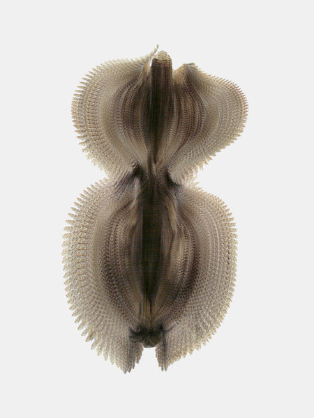 Fluctus #24, Otus scops, Eurasian scops owl