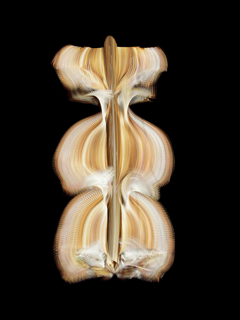 Fluctus #25, Tyto alba, Barn owl - Foster/White Gallery