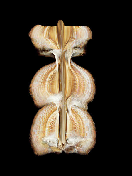 Fluctus #25, Tyto alba, Barn owl