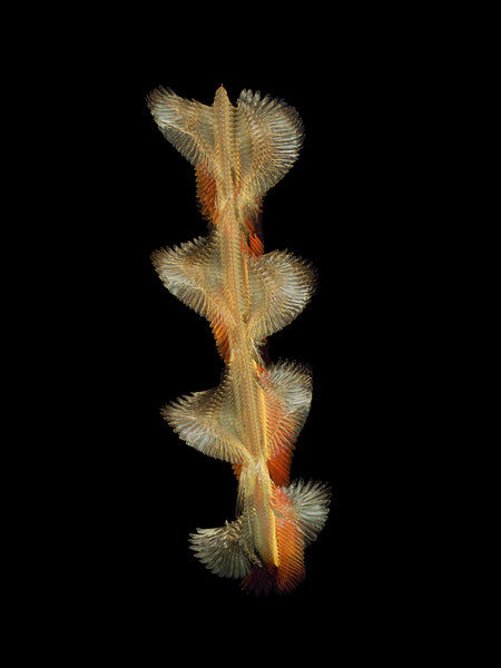 Fluctus #28, Phoenicurus phoenicurus, Common redstart