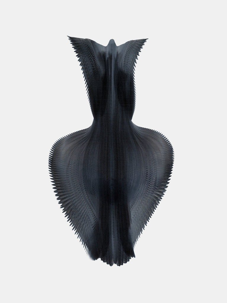 Fluctus #30, Falco peregrinus, Peregrine falcon - Foster/White Gallery